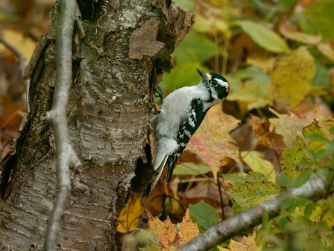 downy woodpecker on a tree