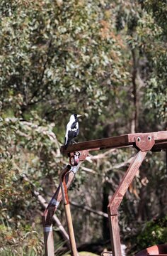 Australian Magpie (Cracticus tibicen) perched on old tractor, South Australia