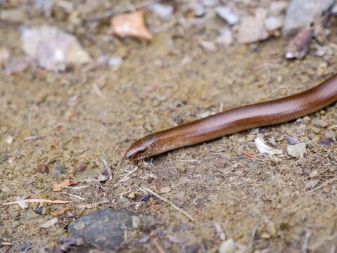 Slow worm blindworm
