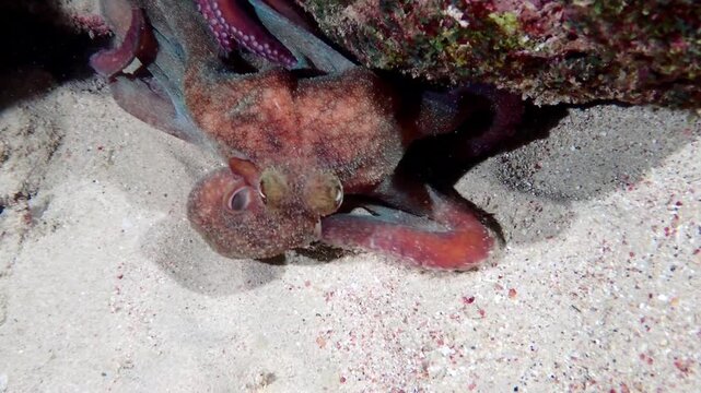 octopus on the beach