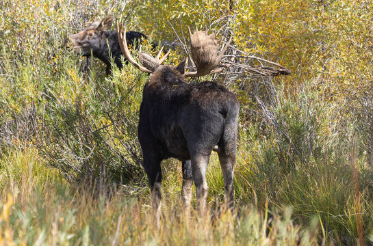 Bull Moose During the Rut in Autumn in Grand Teton National Park Wyoming