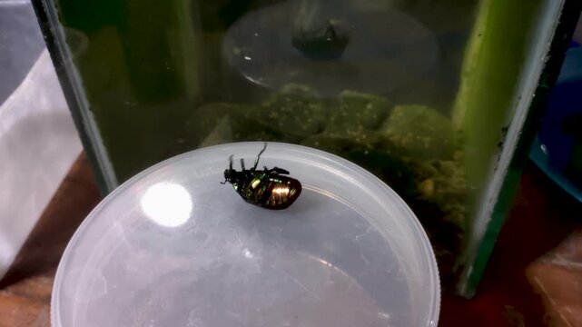 Shiny Green Jewel Beetle Struggling On Upside Down Position Macro Close Up