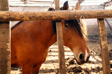 Chestnut horse with a long dark mane stands behind a wooden fence in a rustic farm stable, illustrating horse housing, animal husbandry and equestrian care. © Aigul Sabirova