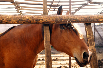 Close-up of a brown horse with a dark mane standing behind wooden rails in a stable enclosure. Domestic livestock, horse care, equestrian farming and rural life. © Aigul Sabirova
