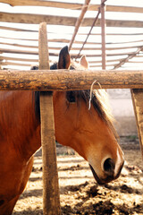 Portrait of a brown horse with a dark mane looking through a rustic wooden fence in a farm enclosure. Horse breeding, stable management and rural animal care. © Aigul Sabirova