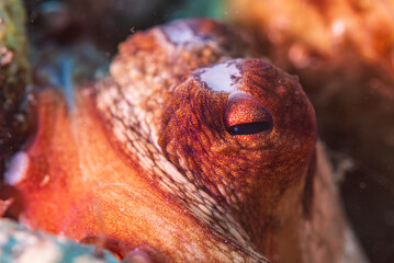 a common octopus (Octopus vulgaris) © Pinosub