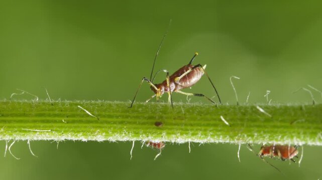 aphids hanging on a plant stem sucking
