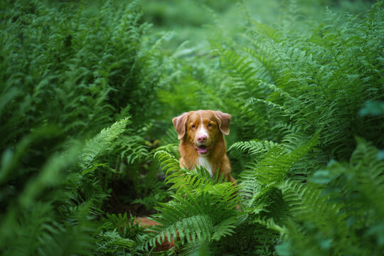 Nova Scotia Duck Tolling Retriever peers through dense fern leaves in a forest. Charming canine portrait captures exploration in lush summer nature.