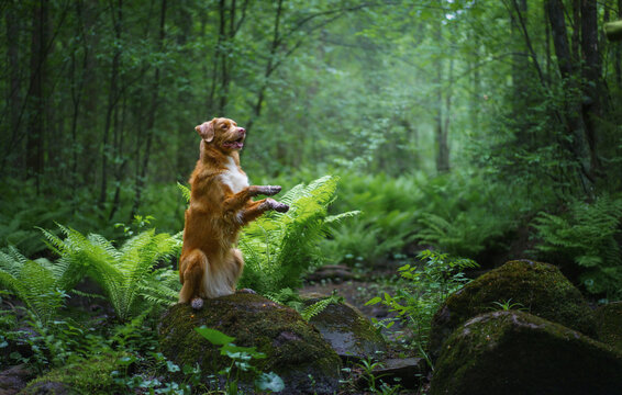 Nova Scotia Duck Tolling Retriever sits on a path surrounded by tall ferns. Active companion enjoys a peaceful woodland hiking adventure in nature.