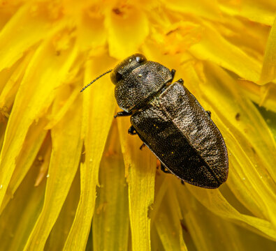 metallic wood-boring beetle (Anthaxia quadripunctata) on yellow flower