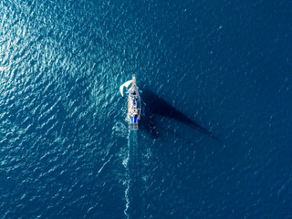 Sailboat cruising on sparkling open water under a bright, sunny sky, aerial drone view. White yacht sailing smoothly across the deep blue sea. Boat navigating calm waters in summer. Sailing vessel. © Ajdin Kamber