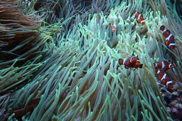 clown fish in anemone © Lauxesa