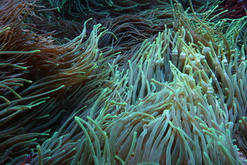 clown fish in anemone © Lauxesa