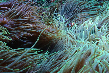 clown fish in anemone © Lauxesa