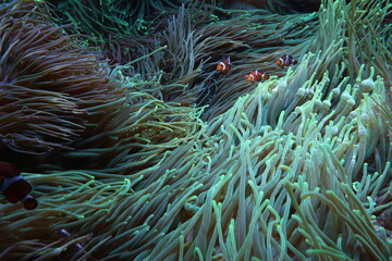 clown fish in anemone © Lauxesa