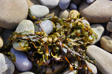 Wet seaweed on beach rocks at low tide © Jack