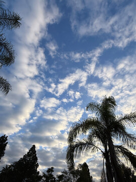 Vivid clouds in blue sky over palm trees in Santa Barbara