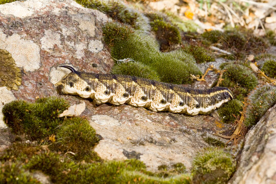 large, brown-patterned caterpillar of the convolvulus hawk-moth (Agrius convolvuli), which is recognizable by its curved, dark horn-like tail structure at rear Ittiri, SS, Sardegna, Italia