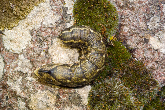 large, brown-patterned caterpillar of the convolvulus hawk-moth (Agrius convolvuli), which is recognizable by its curved, dark horn-like tail structure at rear Ittiri, SS, Sardegna, Italia
