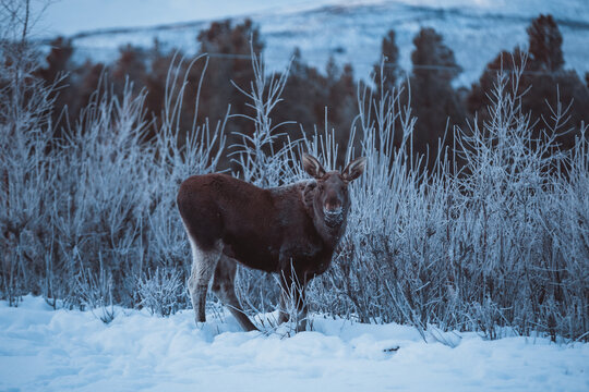 Surpised wild eurasian moose standing among frost covered trees in a snowy woodland near Kiruna, Swedish Lapland, Sweden.
