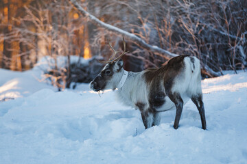 Antlered reindeer standing among bare birch trees in snow near Kiruna, Swedish Lapland, Sweden © Fauren