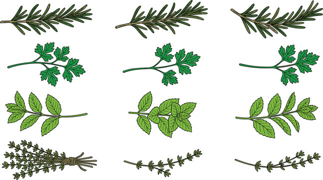Fresh Green Kitchen Culinary Herbs Vector Set with Rosemary, Parsley, Mint, and Thyme Sprigs for Organic Cooking Food Recipe Designs