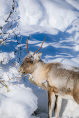 Young reindeer standing in deep snow in a sunlit winter forest looking for a food, Kiruna, Sweden © Fauren