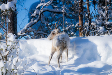 Young reindeer standing in deep snow in a sunlit winter forest looking for a food, Kiruna, Sweden © Fauren