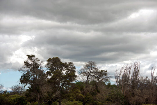 Napa River Area Landscape with trees and vivid gray clouds above