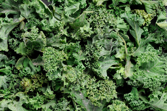 Raw Fresh Chopped Kale Background