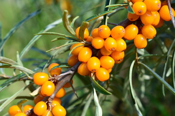 Sea Buckthorn Berries on a Branch, macro photography © Irina