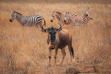 Wildebeest standing and looking at the camera with zebras in the background, Tsavo, Kenya © Anna