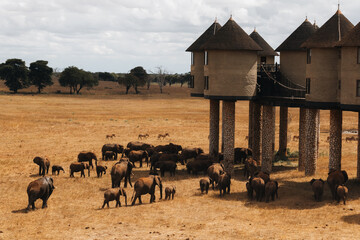 Herd of elephants at a waterhole below a safari lodge on stilts, Kenya © Anna