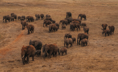 Herd of elephants on safari in Tsavo National park, Kenya © Anna