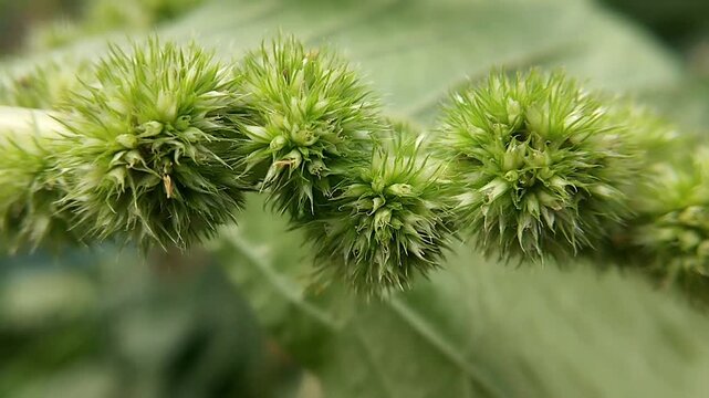 Dense green spiny amaranth flower clusters along a slender branch