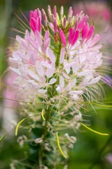 Spinnenblume - Cleome spinosa © Winfried Rusch