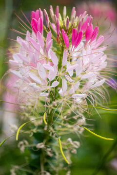 Spinnenblume - Cleome spinosa