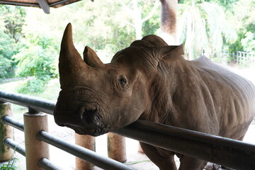 Majestic Rhino Looking Over a Fence in Captivity for Wildlife and Conservation Concepts © Siwaporn