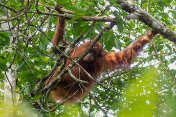 Sumatra-Orang-Utan hangelt sich frontal durch das Geäst im Gunung Leuser Nationalpark auf Sumatra © HPE