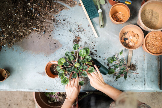 Plant nursery and cultivation, female employee transplanting violet houseplant seedling in pot, greenhouse day job and workflow, woman florist rooting young plant in new ceramic pot at workplace.