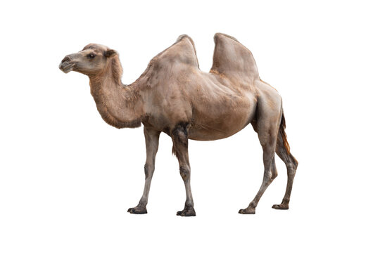 Bactrian two humped camel standing isolated on white background
