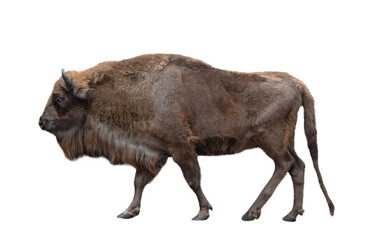 European bison wisent standing isolated on a white background