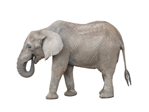 African elephant eating hay with its trunk on white background