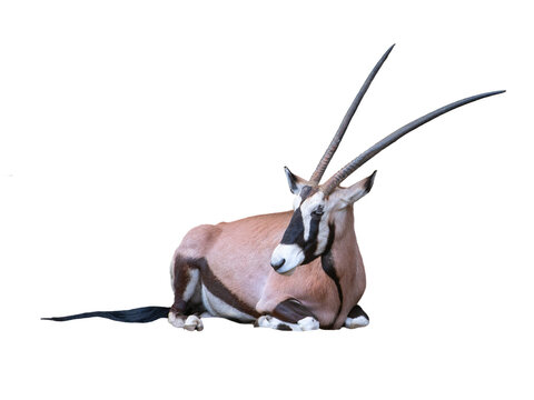 Oryx antelope lying down isolated on a white background
