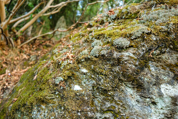 Textured mossy boulder covered with green moss and lichen on hillside with smooth Arbutus tree branches in background © Bugra Kaan Ersoy
