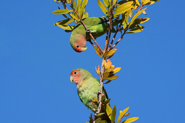 Rosy-faced Lovebirds © Bernie Duhamel
