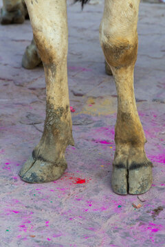 Cow legs and hooves standing on powder stained pavement during Holi festival, Vrindavan, India