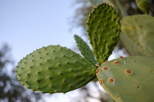 Fresh green prickly pear cactus pad with sharp spines branching out against bright sky, close-up of desert succulent foliage