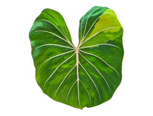 Heart shaped variegated philodendron leaf with prominent white veins isolated on Transparent Background © keodom