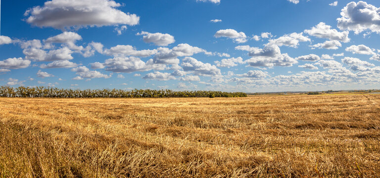 Golden Harvested Prairie Field Beneath a Blue Sky Filled with White Clouds